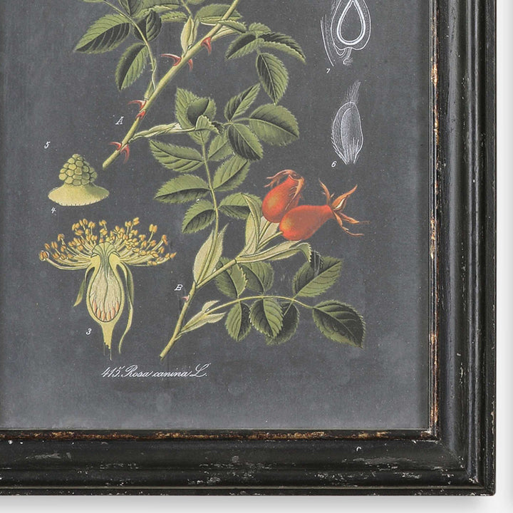 Uttermost Midnight Botanicals Wall Art Set/2