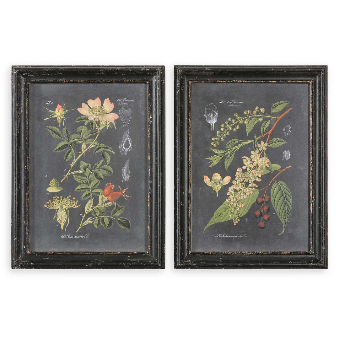 Uttermost Midnight Botanicals Wall Art Set/2