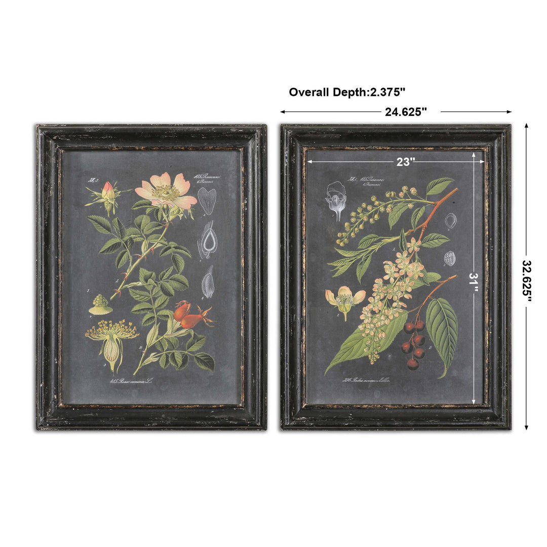 Uttermost Midnight Botanicals Wall Art Set/2