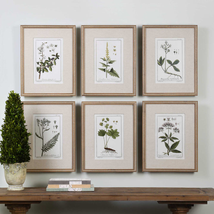 Uttermost Green Floral Botanical Study Prints Set/6