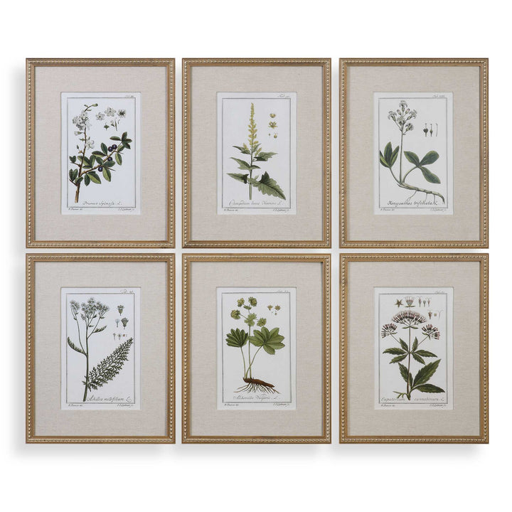 Uttermost Green Floral Botanical Study Prints Set/6