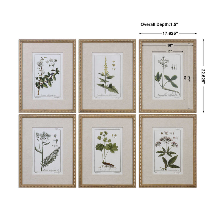 Uttermost Green Floral Botanical Study Prints Set/6