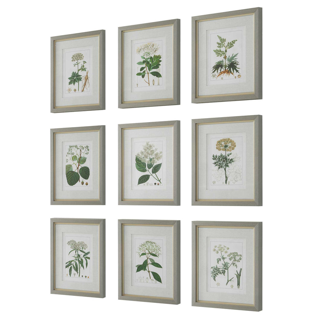 Uttermost Antique Botanicals Framed Prints Set/9