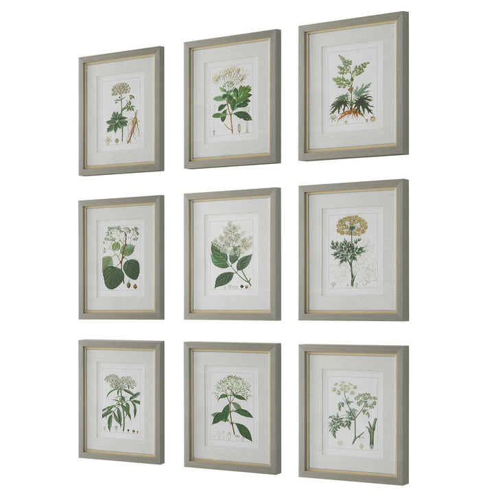 Uttermost Antique Botanicals Framed Prints Set/9