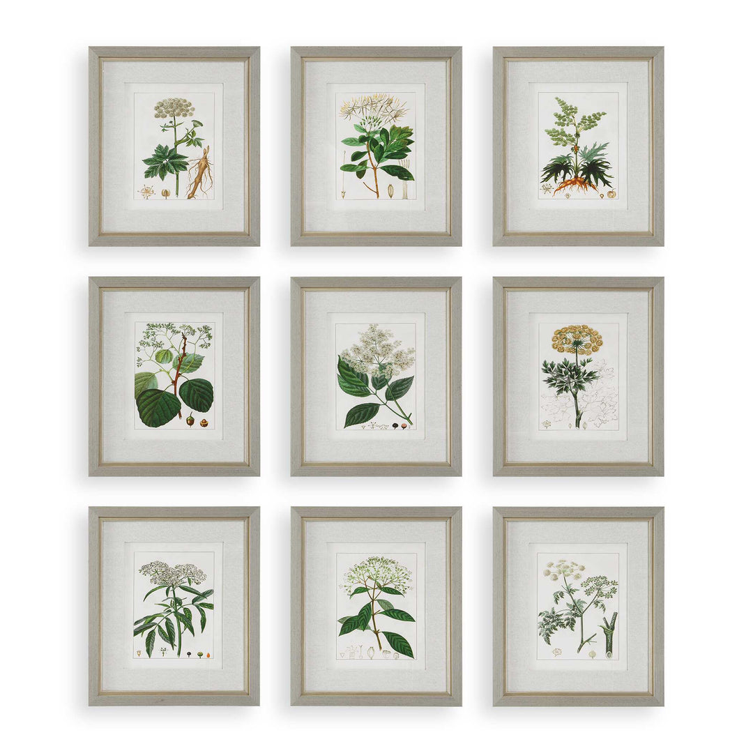 Uttermost Antique Botanicals Framed Prints Set/9