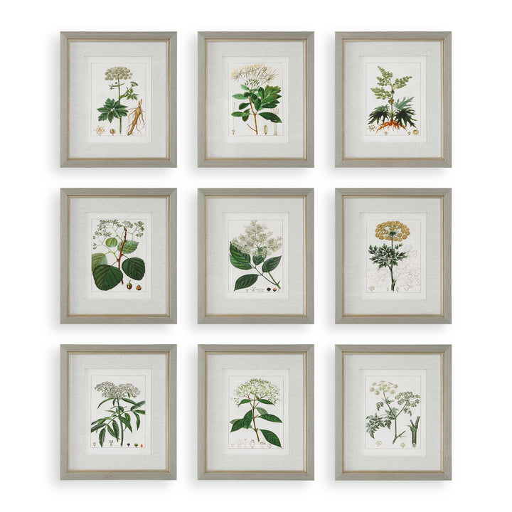 Uttermost Antique Botanicals Framed Prints Set/9