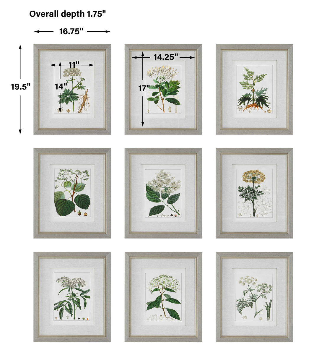 Uttermost Antique Botanicals Framed Prints Set/9