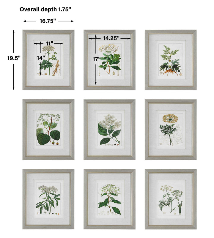 Uttermost Antique Botanicals Framed Prints Set/9