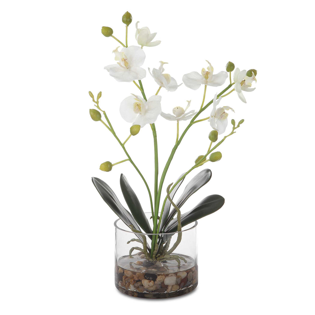 Uttermost Glory Orchid
