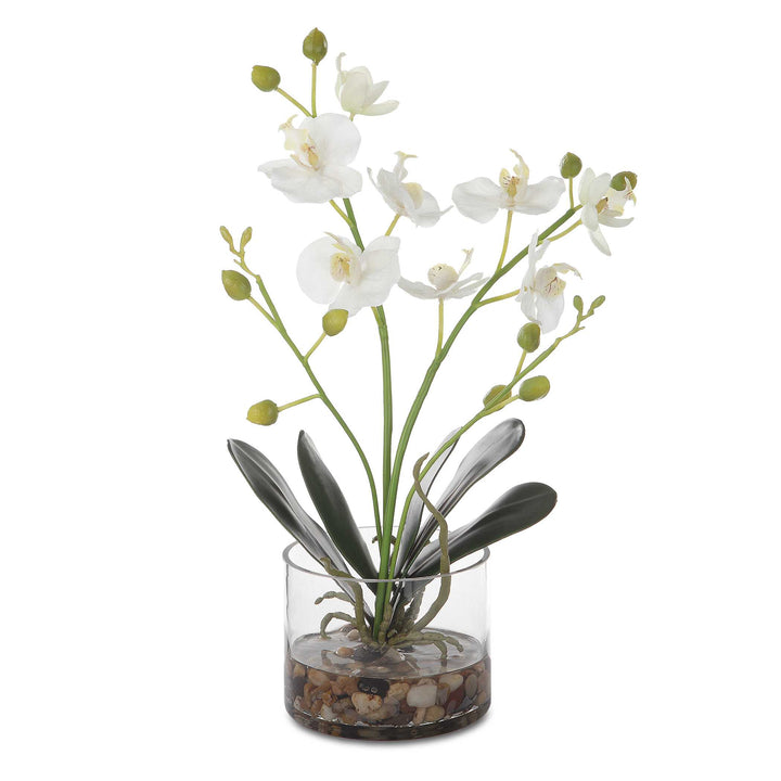 Uttermost Glory Orchid