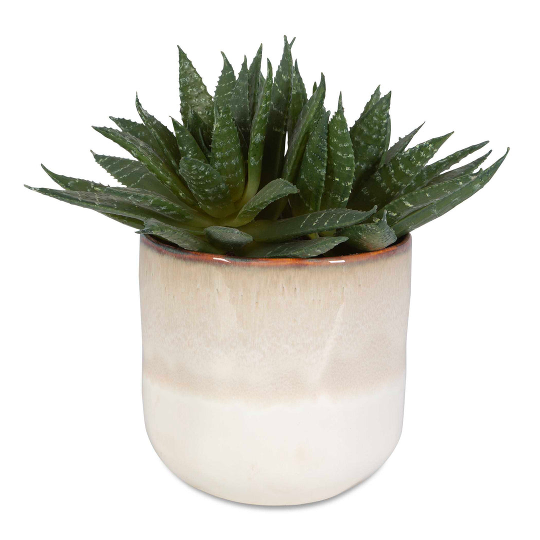Uttermost Doha Succulent Accent