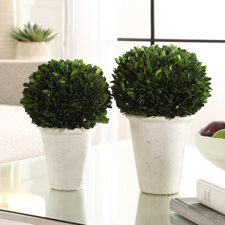 Uttermost Preserved Boxwood Domes Set/2