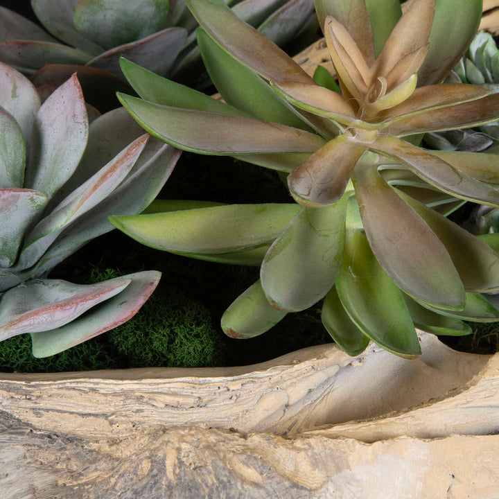 Uttermost Seaside Breeze Succulents