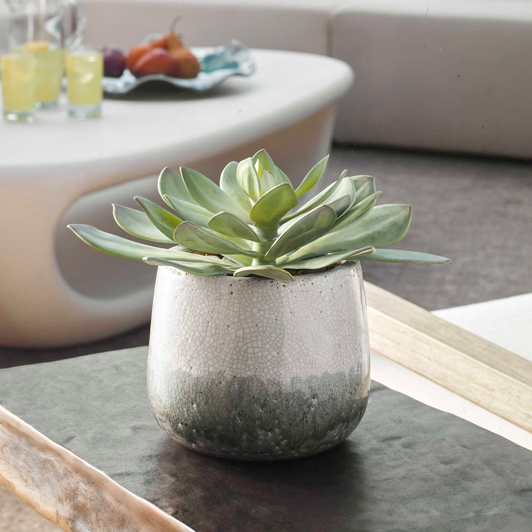 Uttermost Dudleya Gray Outdoor Succulent